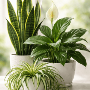 مجموعه گیاهان آپارتمانی مقاوم شامل سانسوریا، گندمی و اسپاتی‌فیلوم در گلدان‌های سفید برای تصفیه هوای منزل